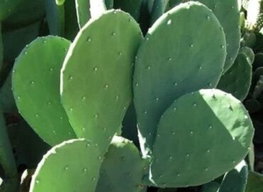 Cactus-Spineless Prickly Pear