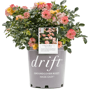 Shrub-Drift Rose (Peach)